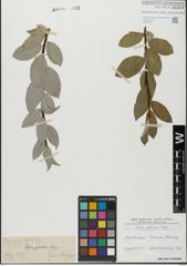 Foto von Salix glabra Scop.